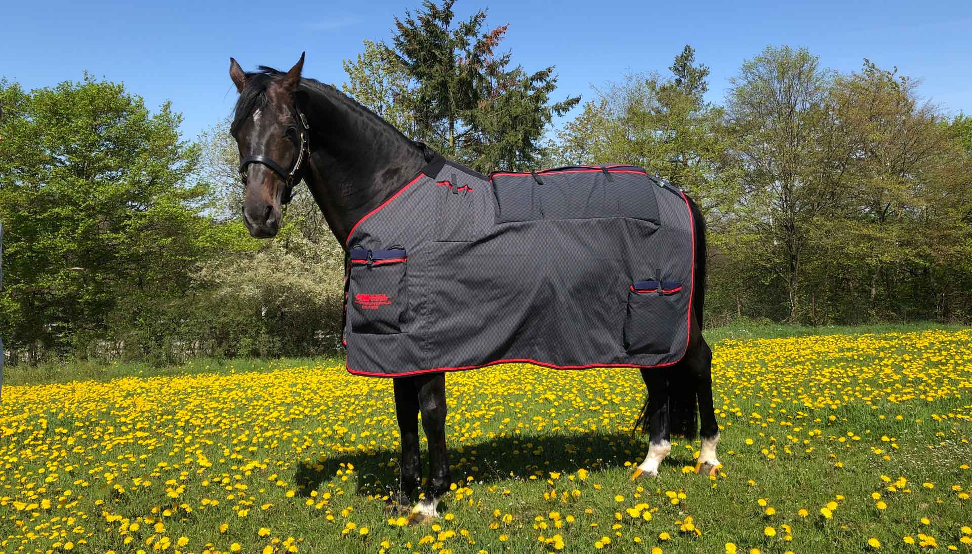 Areas of application of magnetic field therapy for animals