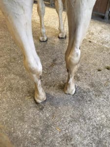 Treat infected wound with laser therapy after chip surgery