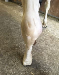 Treat infected wound with laser therapy after chip surgery