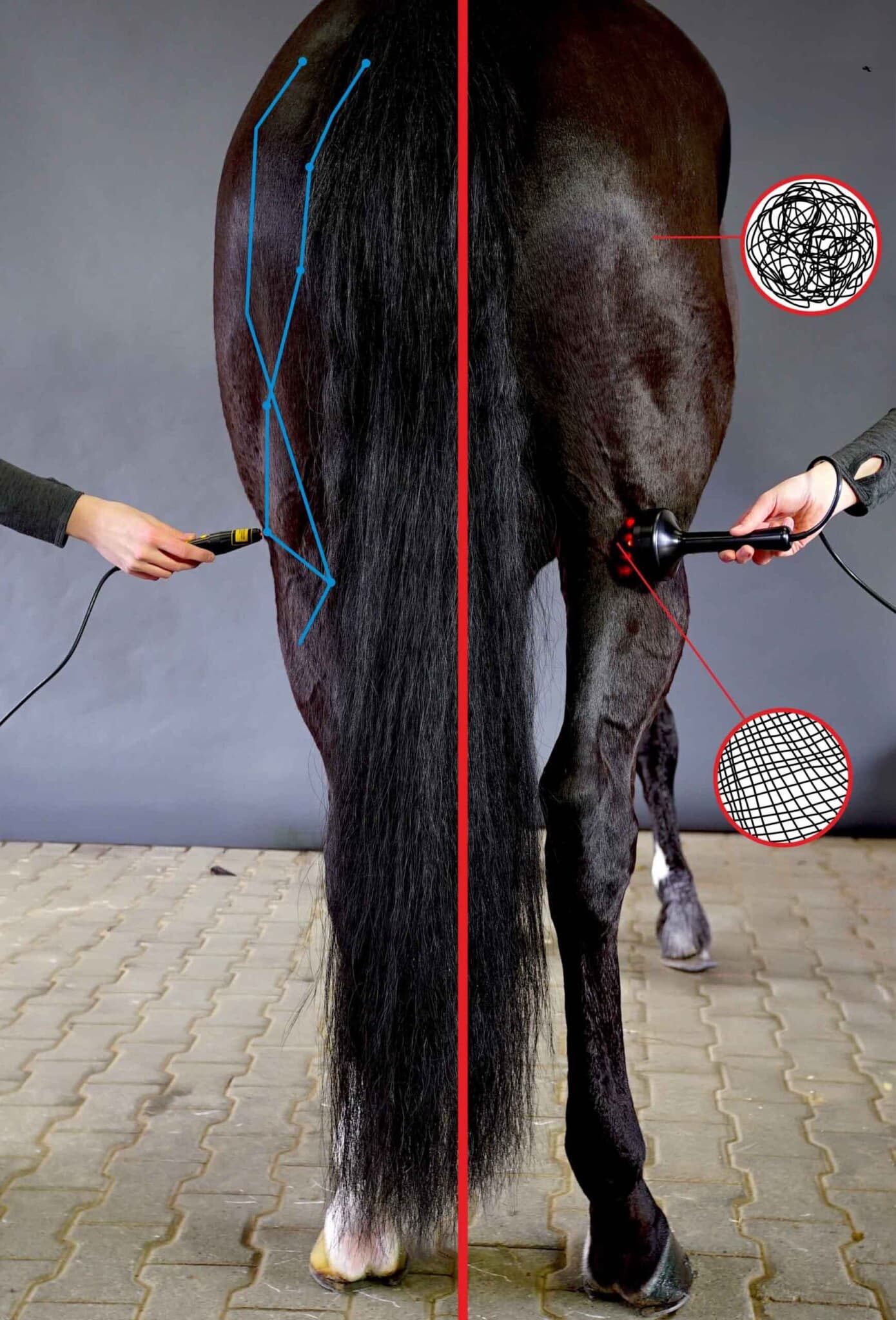 Wirkung und Einsatz der Lasertherapie-Geräte Pferd von hinten mit Laserbehandlung