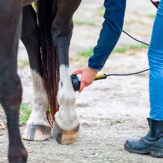 a person holding a horse's leg with laser therapy