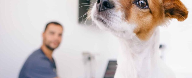 Laser therapy for dog skin diseases