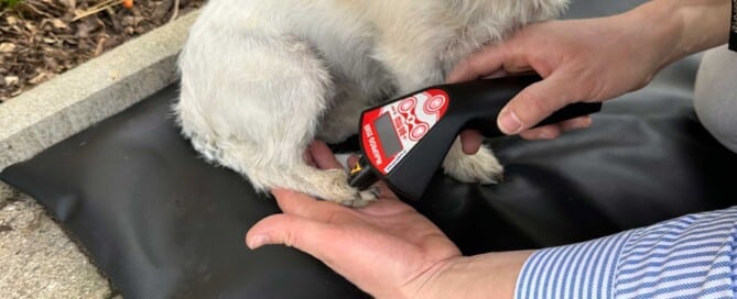 How laser therapy can be used to relieve pain and improve mobility in dogs with arthritis.