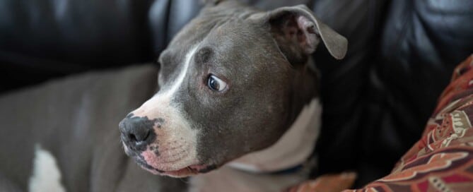 Magnetic field therapy dog anxiety, stress reduction dog magnetic field, dog therapy anxiety